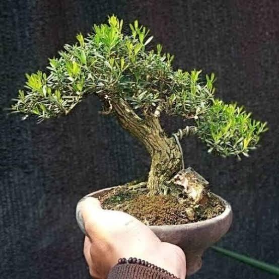 Bibit Bonsai Boxus Bibit Tanaman Boksus Bahan Bonsai
