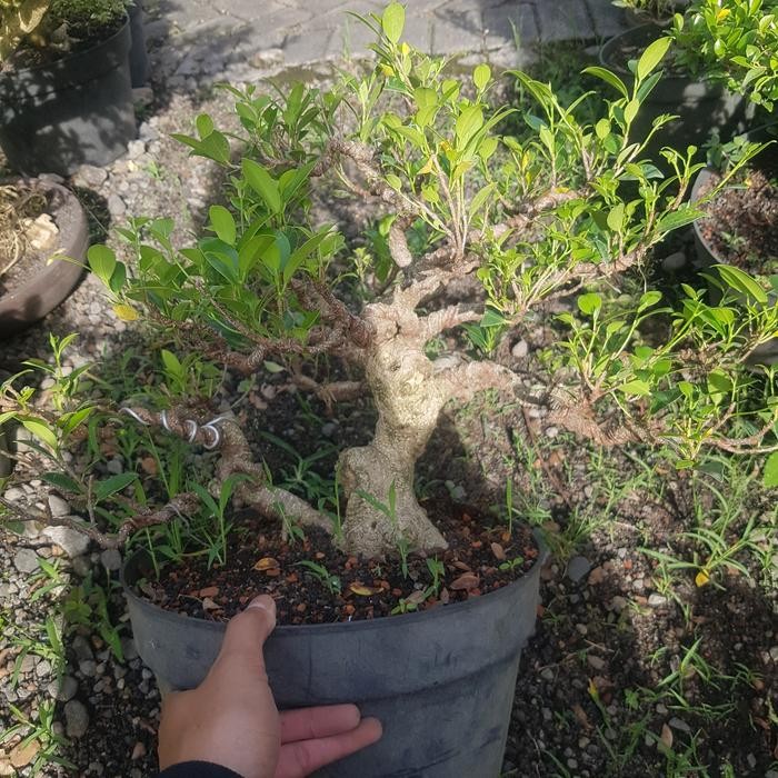 Tanaman hias bonsai kimeng jumbo