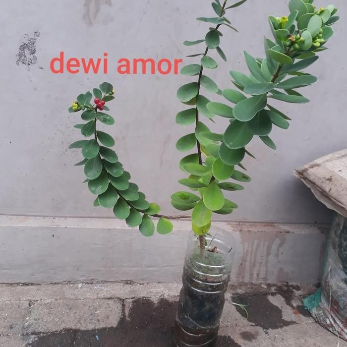 Tanaman hias bahan bonsai import dewiamor seedling dari Biji bagus unik langka