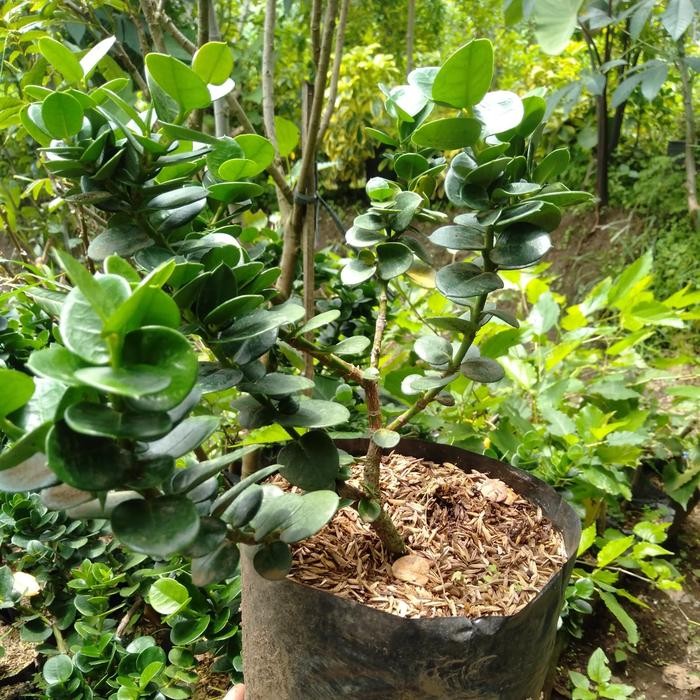 Tanaman Natal Plum (Tanaman Bonsai)