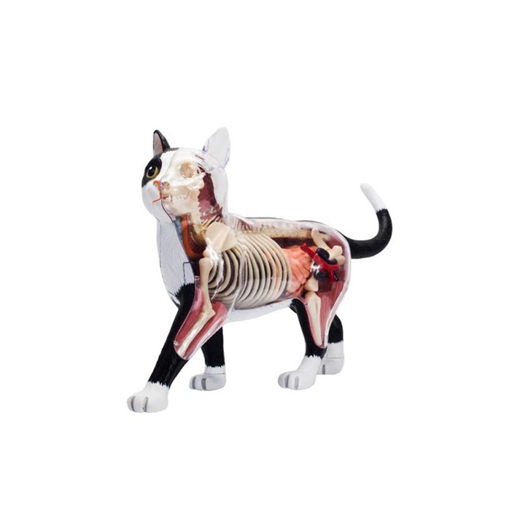 TERLARIS/  Animal Organ Anatomy Model 4D Cat Intelligence Assembling Toy Teaching Anatomy Model DIY 
