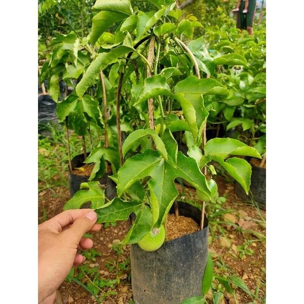 pohon markisa merah madu / tabulampot sudah berbuah