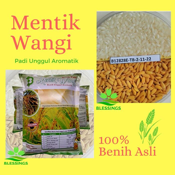 Bibit Padi Mentik Wangi