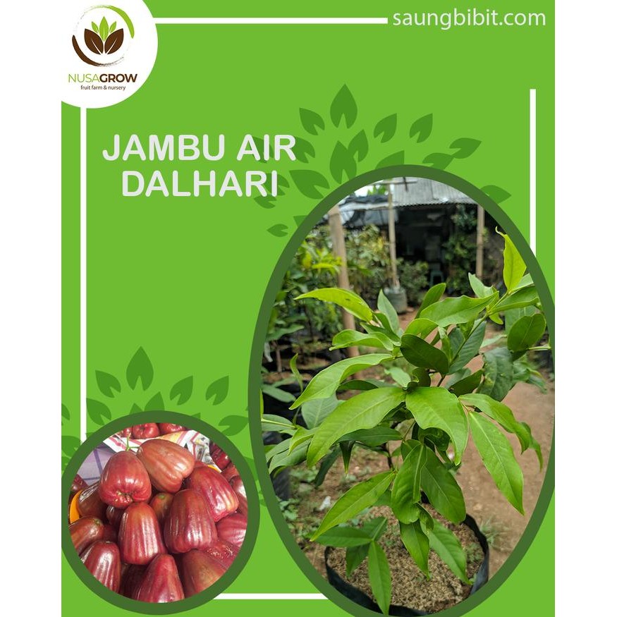 Bibit Jambu Air Dalhari asal Cangkok