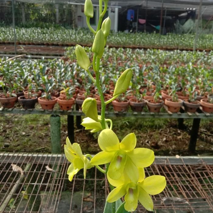 anggrek dendrobium bunga kuning kenop/sudah mekar cantik