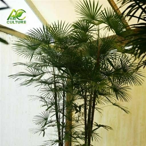 Tanaman Palem Regu Mini Raphis multifida palm palem cina