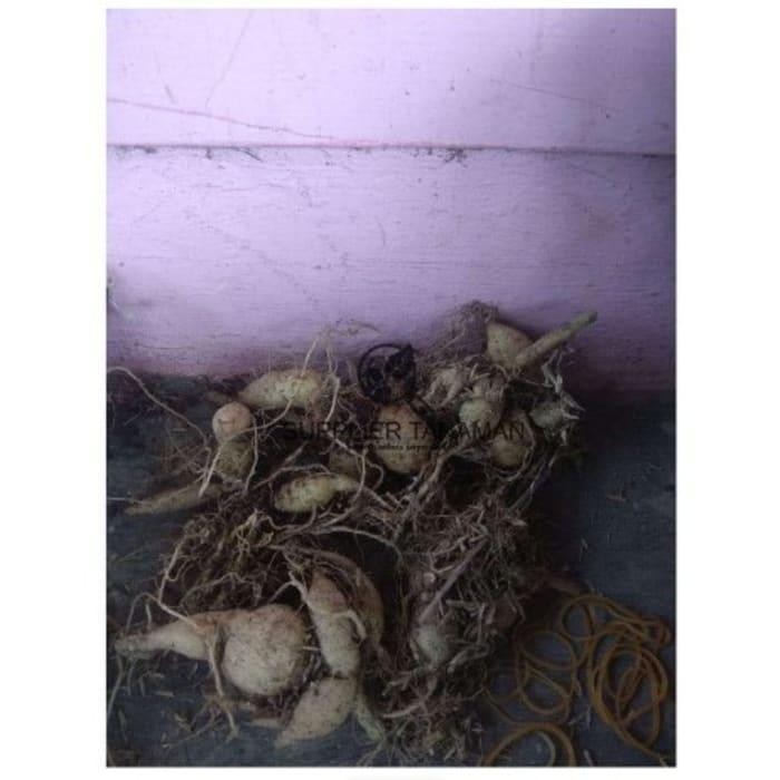 Paket Umbi Tanaman Bunga Dahlia - Umbi Dahlia bergaransi lidpti 9334xo