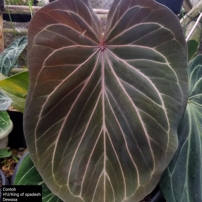 Bibit Tanaman Kuping Gajah Anthurium King Of spadesh/H'U / Daun Tebal