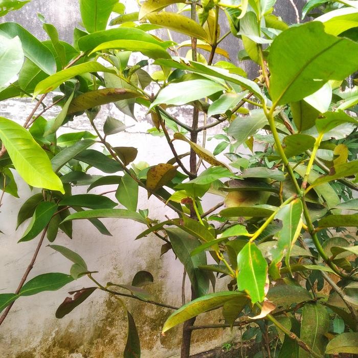 Pohon buah manggis tinggi 2meter
