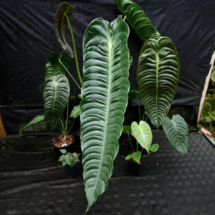 King Anthurium Veitchii Ori split