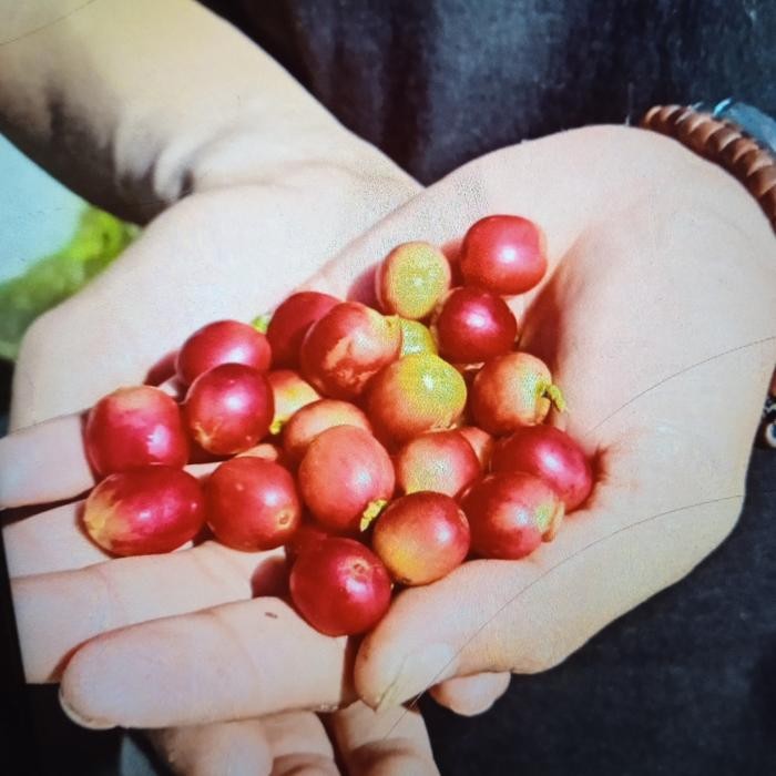 

Greenn Bean / Biji Kopi 1Kg - Arabika Aceh Gayo - Gread 3 #Gratisongkir #Sale #Discount