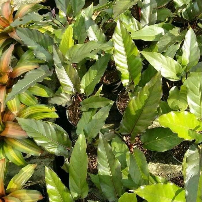 Anthurium Black Beauty, Tanaman Hias Anthurium