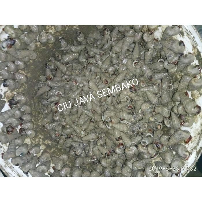 KEONG NENEK / KATANGLO / CHAO LO / TUTUT / SIPUT SEDUT