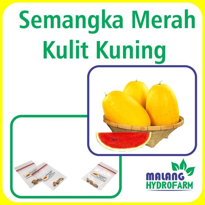 Tn Benih Semangka Merah Kulit Kuning Unggulan Berkualitas Biji Bibit Repack Jenar Hydroponik
