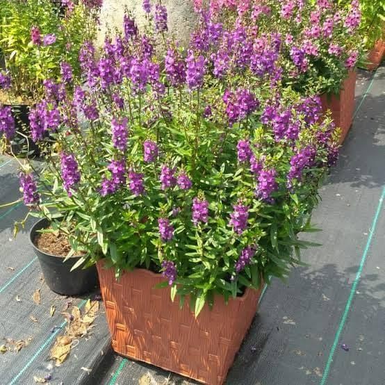 ASLI bibit taan bunga Lavender READY STOCK