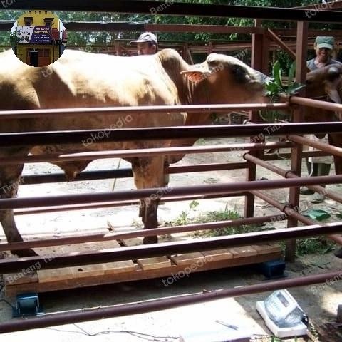 timbangan lantai digital timbangan sapi timbangan hewan timbang ternak