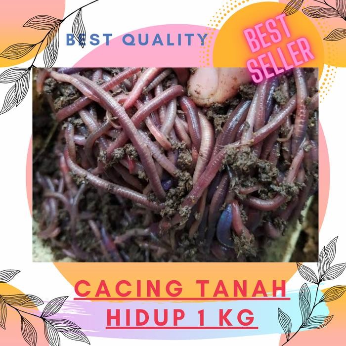 cacing tanah hidup 1 Kg