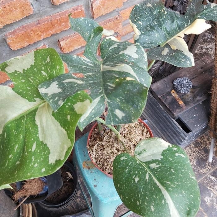 Monstera Monthai Varigata