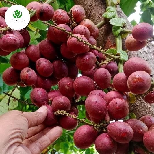 TERMURAH Bibit Matoa Papua / Matoa Merah Cangkok Pohon Matoa Cangkok Taan READY STOCK