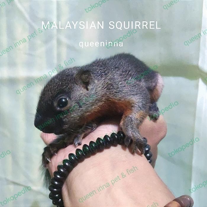 TUPAI MALAYSIA / TUPAI 3 WARNA MORPH / PREVOST / BAJING 3 WARNA