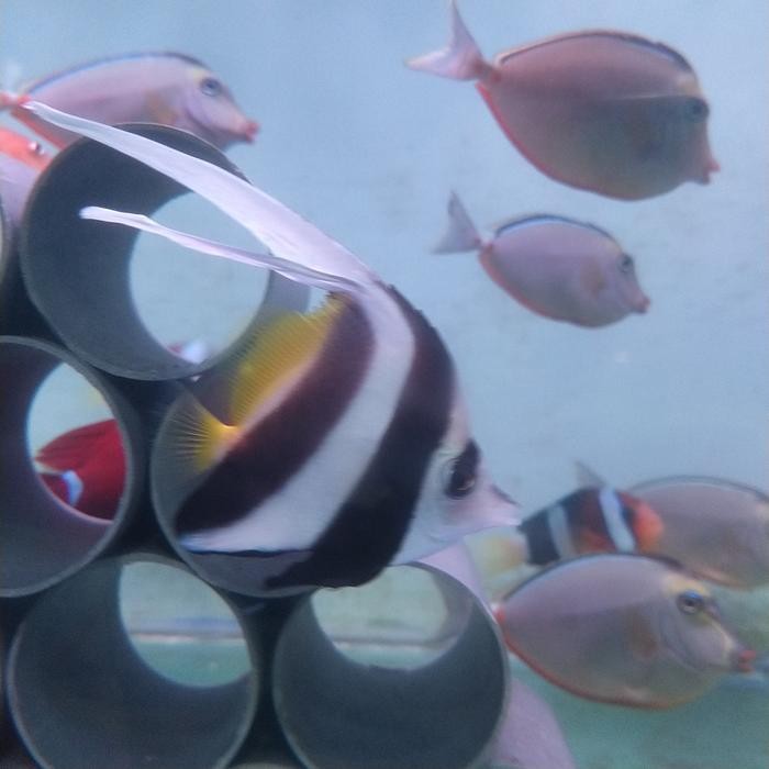 ikan layaran kuning ikan hias air laut