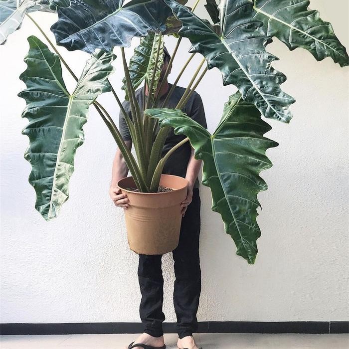 SIAPKIRIM Taan s Alocasia Sanderiana - Alocasia Sanderiana READY STOCK