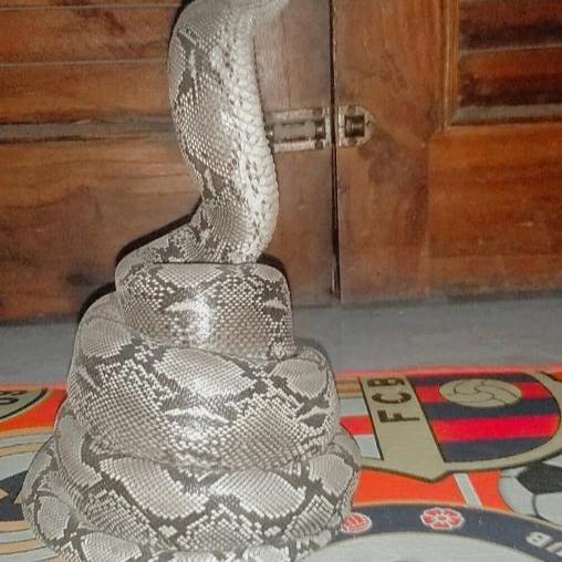 patung ular python kecil *