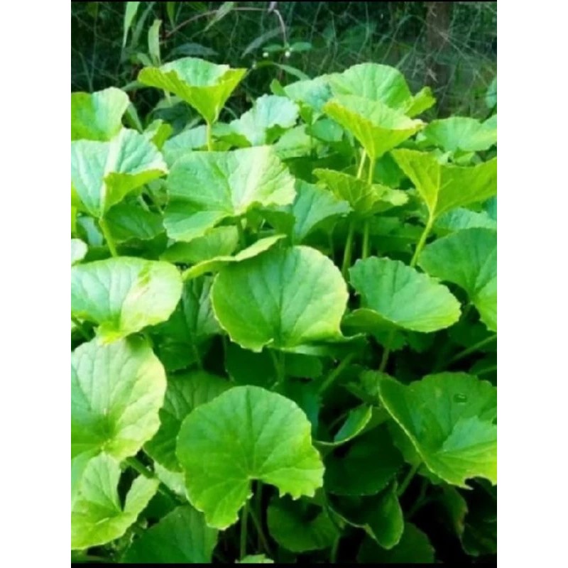 

satu pcs Daun Pegagan / antanan