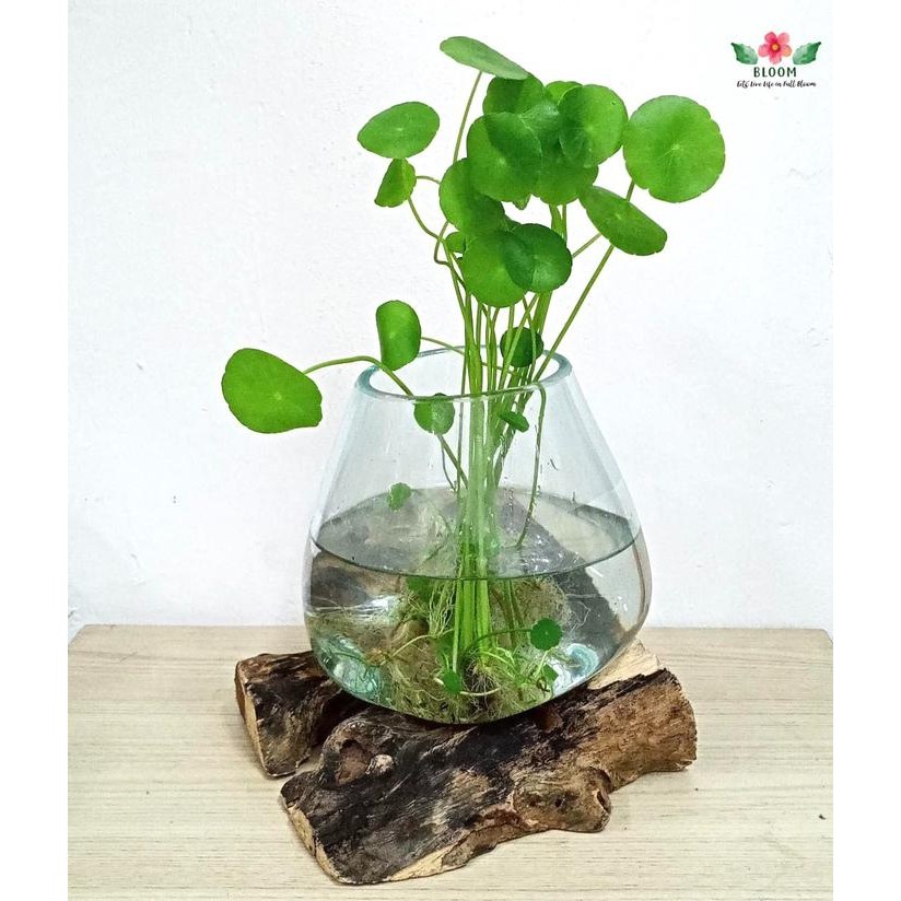 PREMIUM Pegagan Air di pot kaca dengan stand kayu L