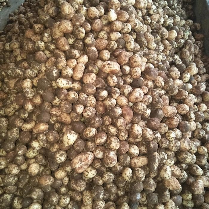 

4ZMI Kacang Bogor Mentah 1 Kg / Tukang Sayur Jkt