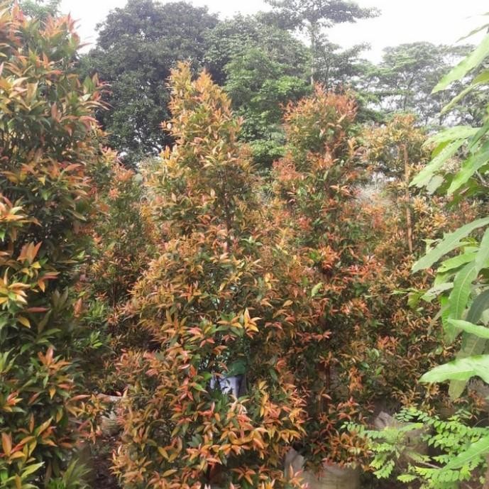 Grosir Pohon Pucuk Merah 2 Meter