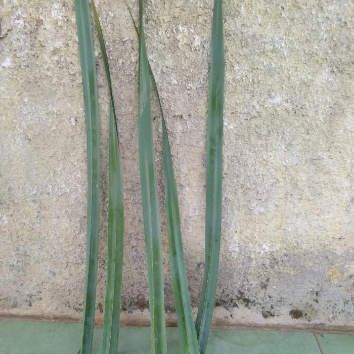 (Allthebest) Daun pandan duri/pandan tikar.