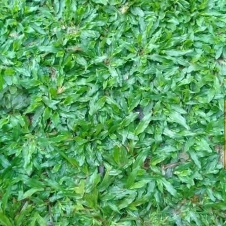 BENIH BIJI RUMPUT GAJAH MINI - BIBIT RUMPUT GAJAH MINI 1KG