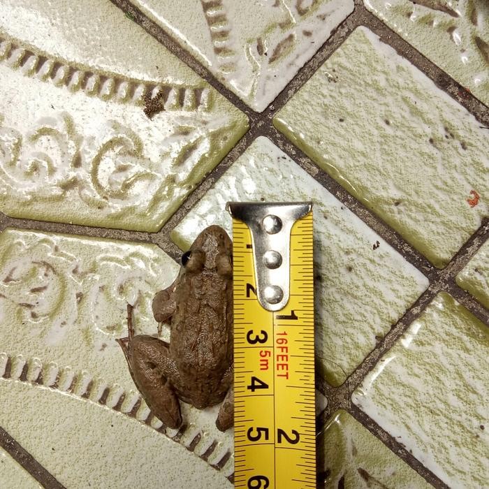 PAKAN KODOK KATAK HIDUP CHANNA ARWANA PREDATOR SAWAH PERCIL SAWAH