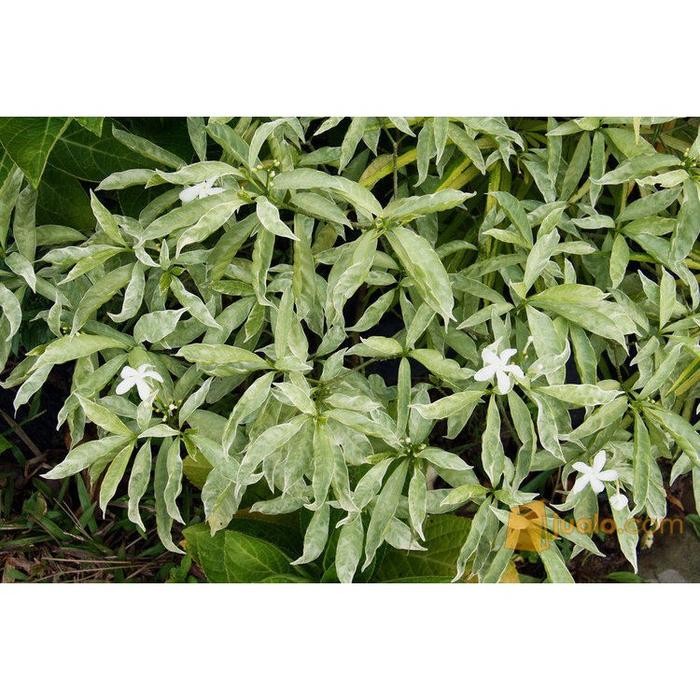 TANAMAN HIAS ROMBUSA KUNING