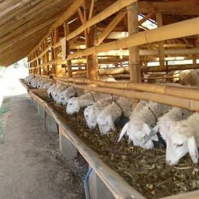 Pakan Ternak Kambing / Fermentasi Pakan Ternak Kambing / Suplemen Ternak / Pakan Ternak Unggas