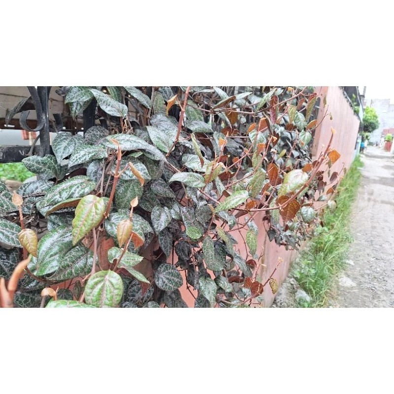 

satu pcs Daun Sirih Merah Segar dan Fresh