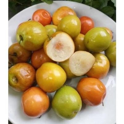 

ASLI Buah Bidara Arab fresh petik (10 - 20 Buah) READY STOCK