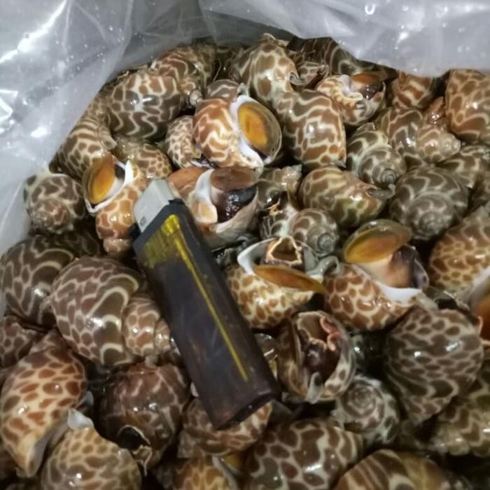 

ASLI keong macan frozen READY STOCK