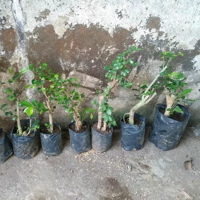 Bibit Bonsai Serut Hiasan Taman *
