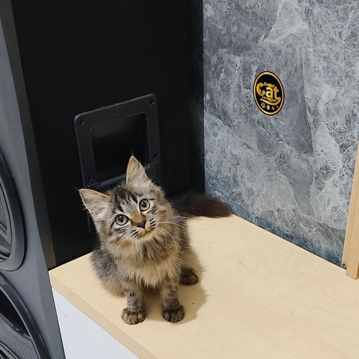 kucing Norwegian forest bigbone