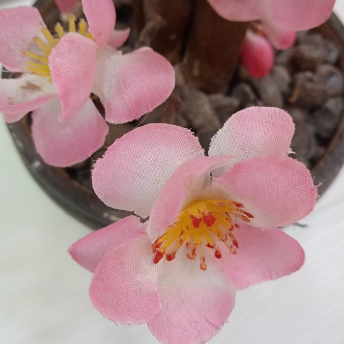 Pohon Imlek Mini/Pohon Imlek Meihua Mini