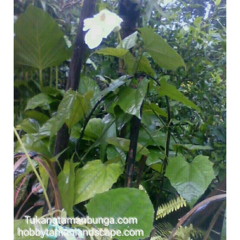 Tanaman Thunbergia Tanaman Hias Thunbergia Putih