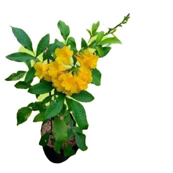 bibit tanaman bunga tecoma maria bibit pohon tecoma stans tekomaria