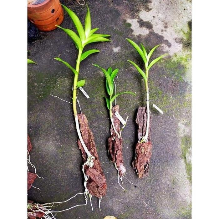 anggrek keki dendrobium capung Kapuas/ langkah