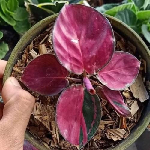 Calathea Pink Rossy / Calathea Sexy Pink