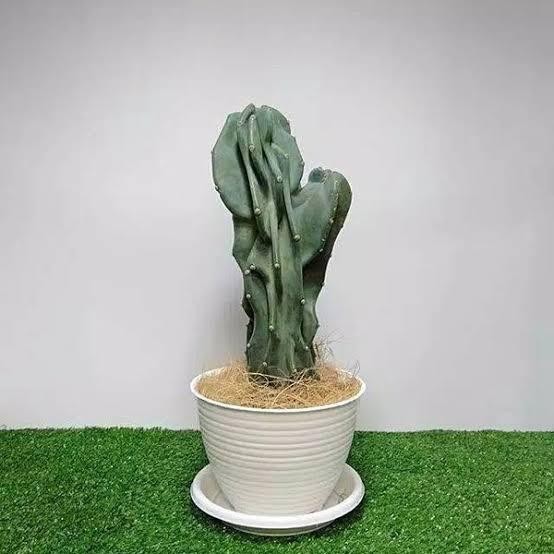 Tanaman Hias Kaktus Lilin Pohon Kaktus Pagoda Tanaman Hidup Kaktus