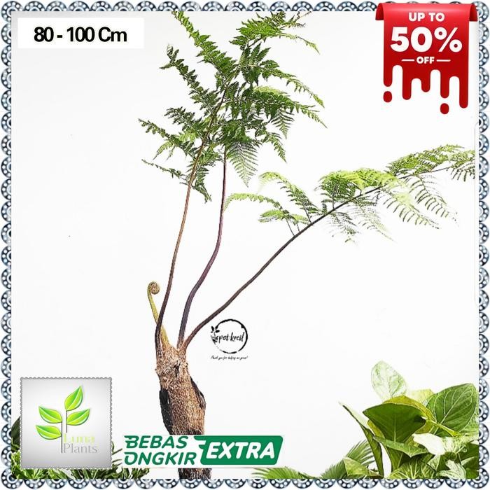 pakis monyet - tanaman hias pakis monyet