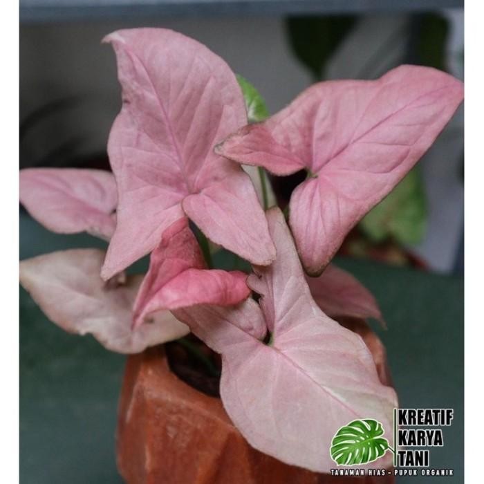 Paket 3 syngonium pink - syngonium varigata - syngonium pink splash