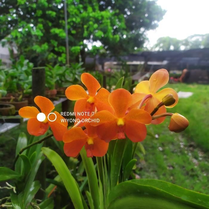 Vanda Mokara Orange